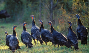 image of a small flock of hen turkeys