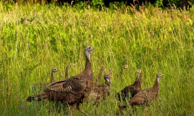 image of a hen turkey surrounded by young turkey poults