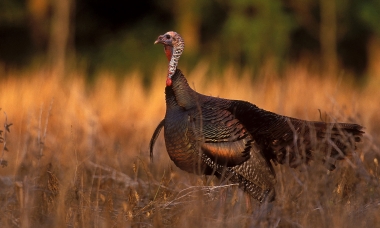 image of a hen turkey in an autumn field of grasses