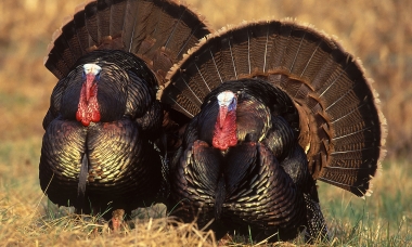 image of two tom turkeys talking trash