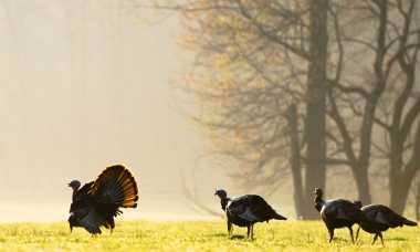 photo of a to turkey in full display in front of three hens