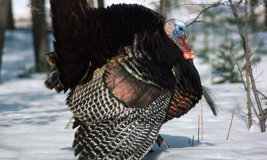 image of tom turkey in a snow field