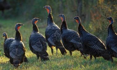 flock of several hen turkeys