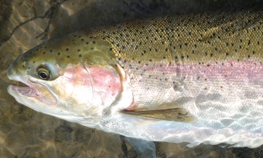a close up of a steelhead in shallow water