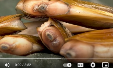 screenshot of a razor clam video