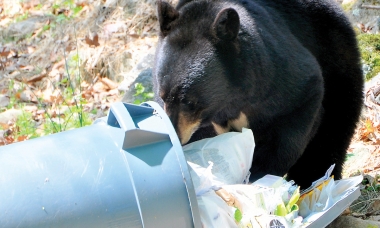 Black bear in garbage can
