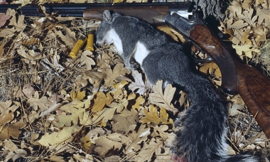 Gray squirrel hunt