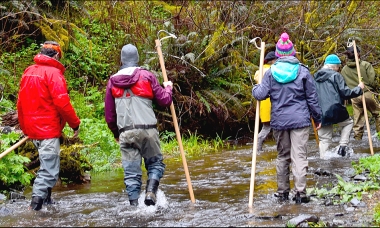 volunteers walking in stream looking for reds