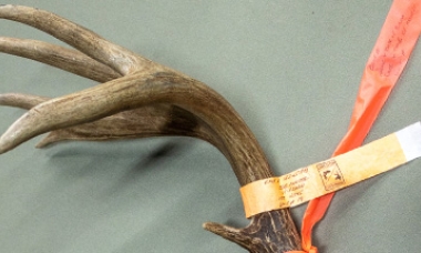Tagged antler