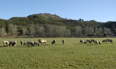 Elk grazing