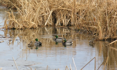 mallard ducks waterfowl