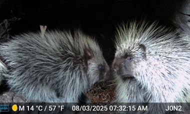 Porcupine 2025 ODFW Photo 11