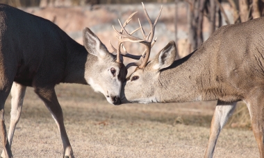 Sparring Bucks