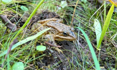 Cascade Frog_whaleback wet meadow_Sept 2024b.JPG
