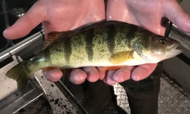 Yellow perch