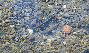 2021_pacific_lamprey_spawning_hunter_creek_andrew_wells