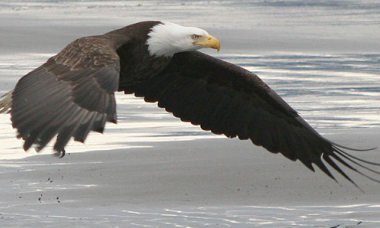 Bald Eagle beach Ganskopp
