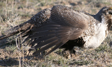 sagegrouse_male_lookout_mt_myatt_Photo by Nick Myatt