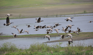 Canada geese