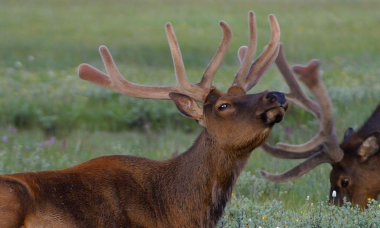 elk