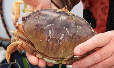 a person holds a dungeness crab