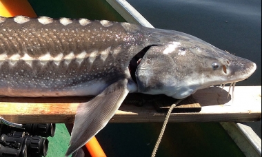 A white sturgeon is on a board stretching across the front of a small boat. The fish is between three and four feet long.