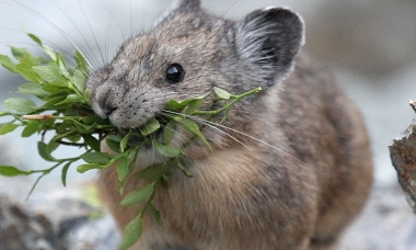 A pika with huckleberry branches in its mouth stands amongst large gray rocks 