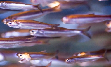 a school of anchovies