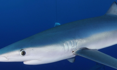 a blue shark swims by the photographer