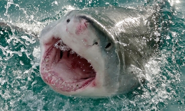 Great white shark breaches the water's surface