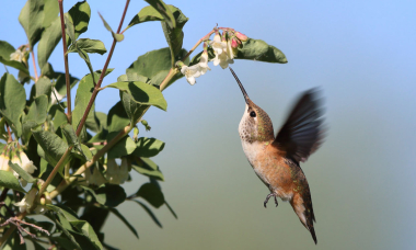 a hummingbird drinks from a flower