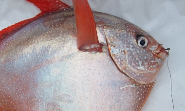 an opah fish with a hook in its mouth lays in the bottom of a boat. The fish is disc shaped with a pale pink body and bright red fins and tail