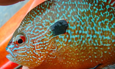 A pumpkinseed sunfish is held by the successful angler. The fish is orange with brilliant blue mottling and a red eye.