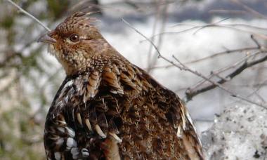 A female ruffed grouse stands in the snow. She is brown with some dark and light markings throughout the plumage.