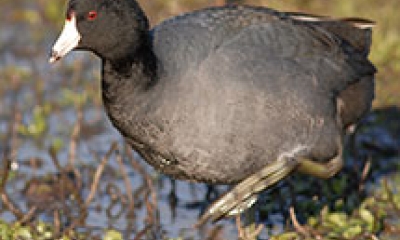 An American coot bird walks through a wetland. The bird is gray on the body with a black head and red eyes. The beak is white with a black band toward the end.