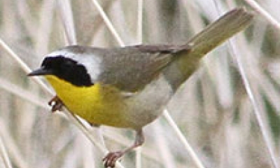 a yellow-throated warbler