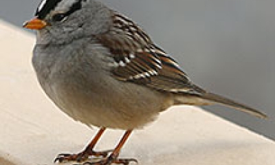 a white-crowned sparrow. It has a very round body and a small, orange beak.