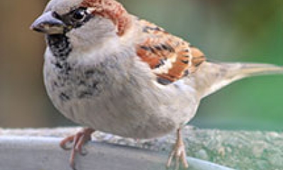a male house sparrow