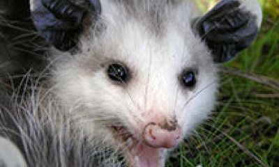 an opossum looks at the camera with its mouth open