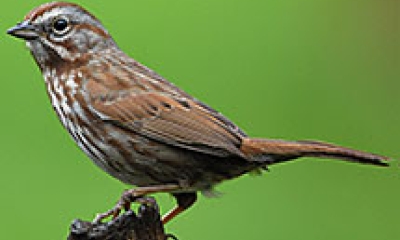 a song sparrow is perched