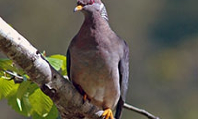 Band-tailed pigeon roosting in tree