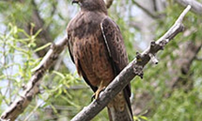 a Swainsons hawk is perched in a tree. The bird is brown with a lighter brown on the belly.