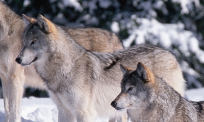 A pack of four wolves stands in the snow, all looking toward something out of the photo