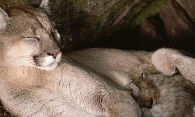 Cougar and Kittens