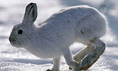 A snowshoe hare hopes across snowy ground