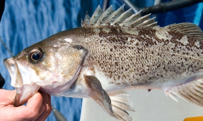 a person holds a black rockfish