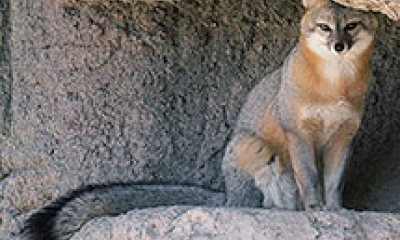 A gray fox sits in the hollow spot of some rocks. It is looking straight at the camera. The body is gray and red and the tail is gray and black.