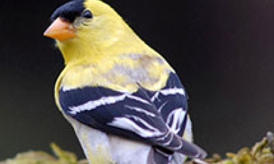 An American goldfinch