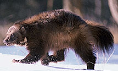 A dark brown wolverine walks across the snowy ground.