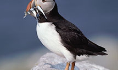 A horned puffin stands on a rock with three small silver fish in its beak